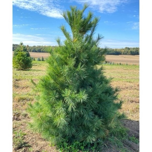 White pine tree - white,