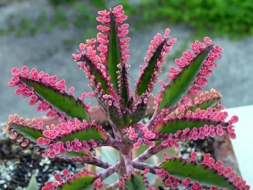 Kalanchoe pink butterflies - pink,