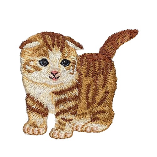 Scottish fold cat kitten - scottish,