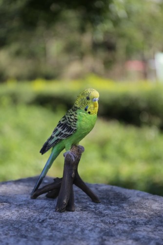 Small budgie branch parrot - on,