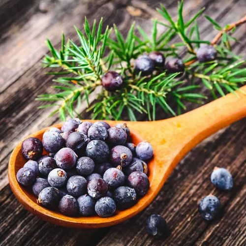 Common juniper seeds - seeds, (30)