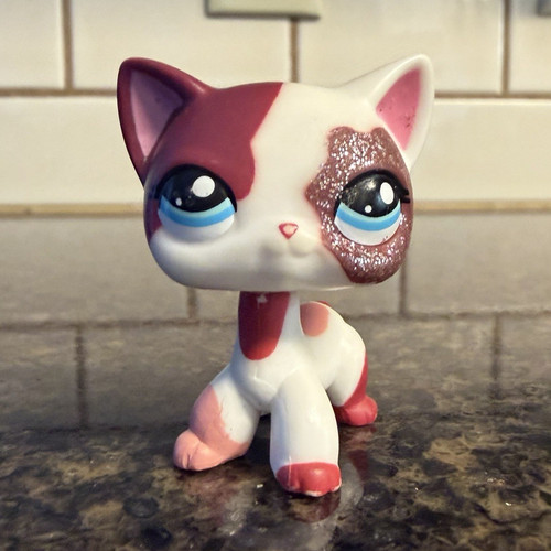 Authentic short hair cat - short,