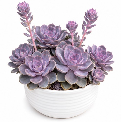 Echeveria perle von nürnberg - von,