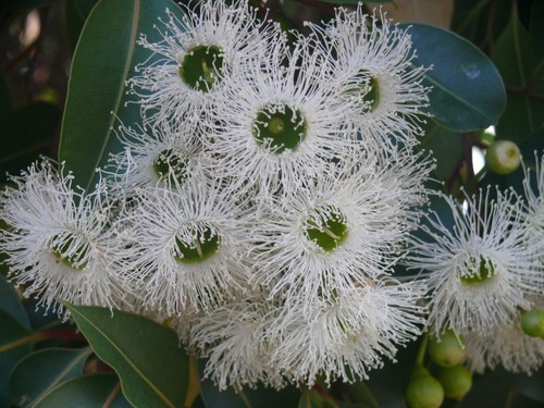 Eucalyptus robusta unique - unique, tree