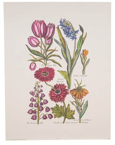Vintage botanical lithograph