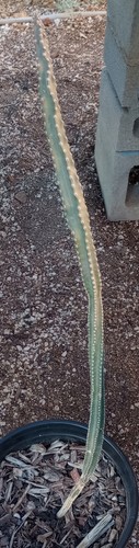Peniocereus greggii queen - peniocereus,