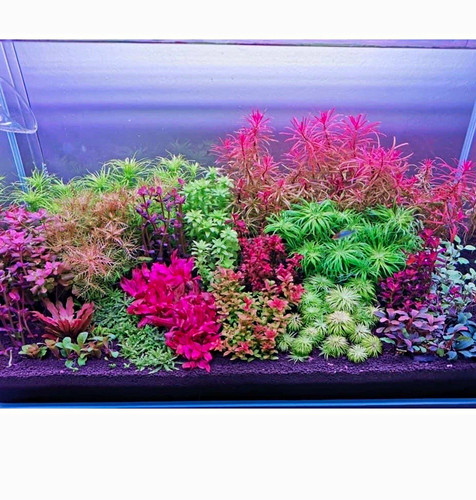 Live mixed freshwater aquarium - mixed,