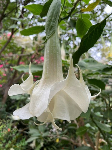 Brugmansia angel trumpet - brugmansia,