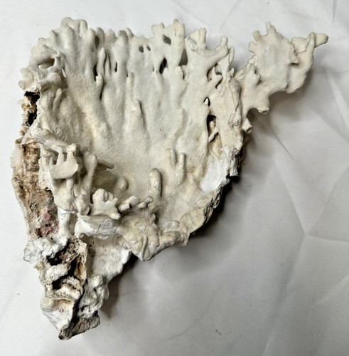 Vintage natural white coral - white,