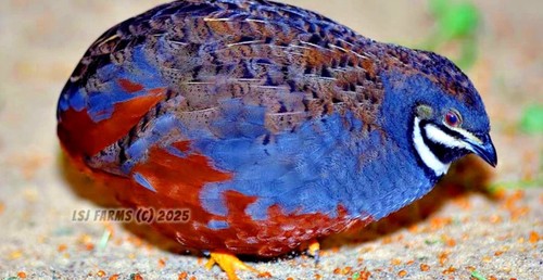 Button quail hatching eggs - button,
