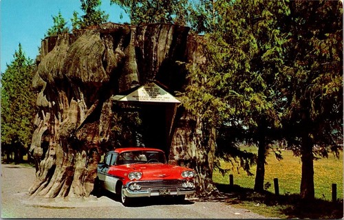 Postcard giant cedar stump - giant,
