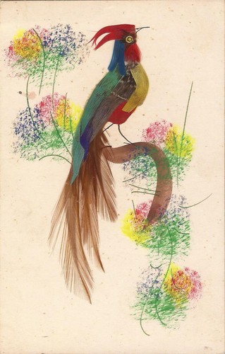 Parrot feathered - parrot,