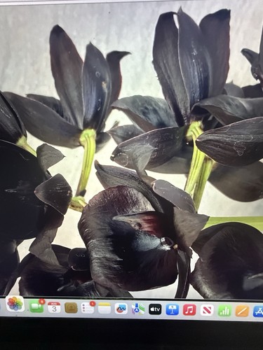 Orchid plant magic mill - orchid,