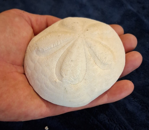 Large fossil sea urchin - sea,