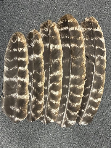 Natural real barred wild - 5, pc
