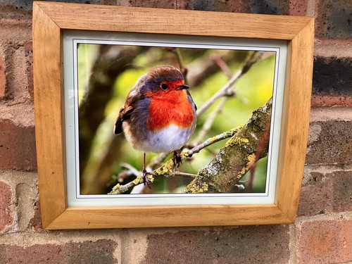Gorgeous robin red - gorgeous, breast