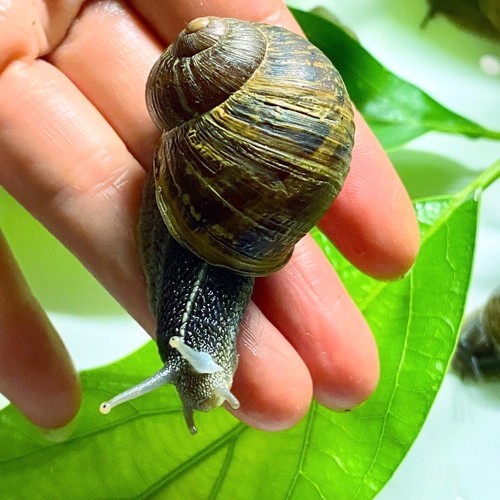 Live land brown garden snails - land,