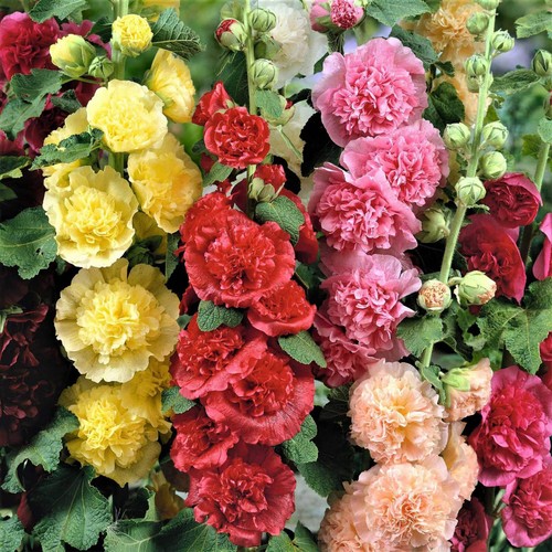 Summer carnival mix - mix, hollyhock
