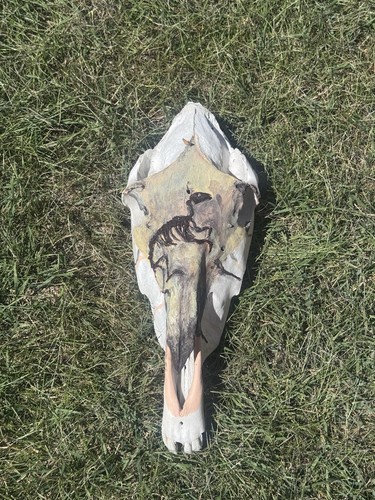 Real horse skull - real, painted