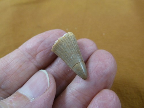 Fossil - (df233-144), 7/8"