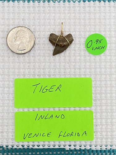 Fossilized inch tiger - 0.95,
