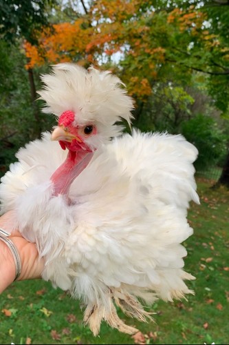 Frizzle naked neck x - x,