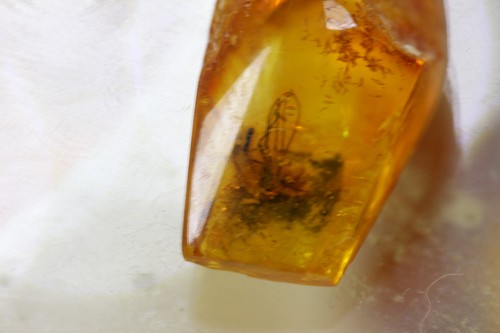 Naturale baltic amber - naturale,