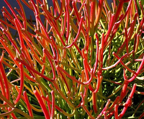 Fire stick euphorbia - fire,