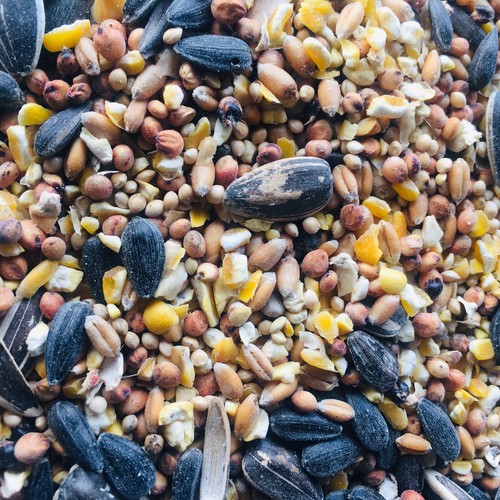 Wild bird food feed mix - bird,