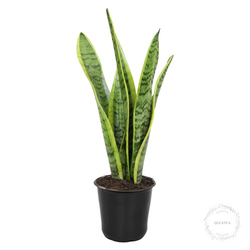 Live snake plant - live,