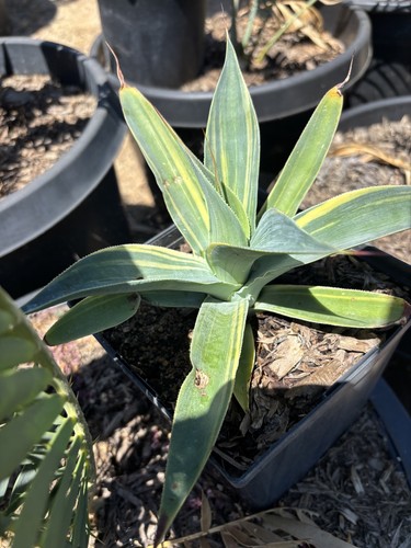 Agave blue flame variegated - flame,