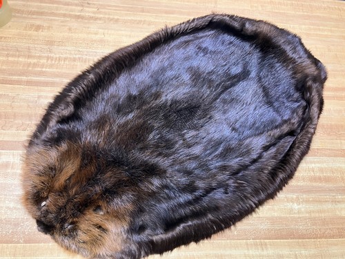Tanned canadian beaver hide - canadian,