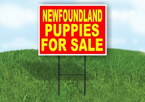 Newfoundland puppies for - newfoundland,