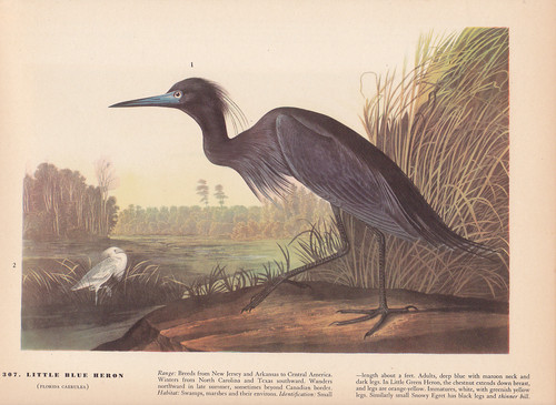 Audubon 1942 vintage birds - audubon,