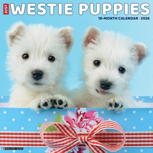 Westie puppies 2026 - x, 12