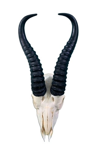 Real springbok skull - real,
