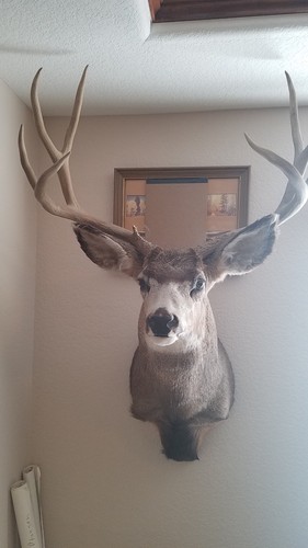 Taxidermy mounts mule deer - mounts,