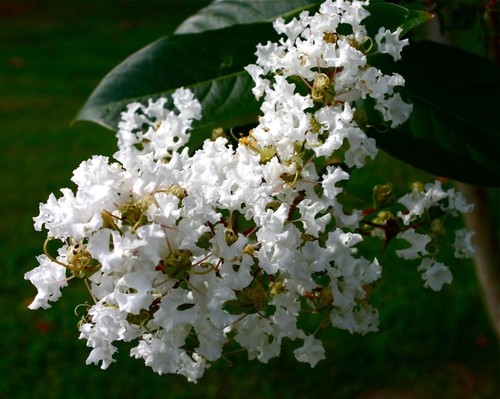 White crape myrtle - crape, 12-18"