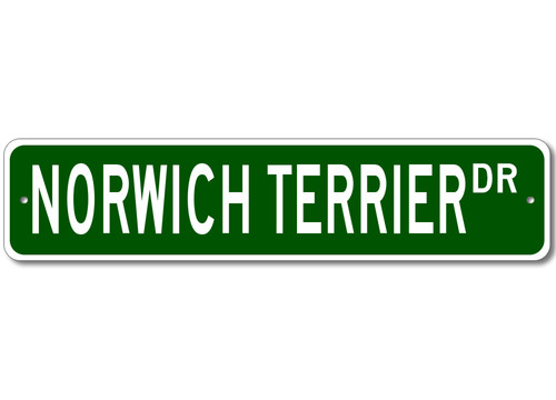 Norwich terrier breed pet - terrier,