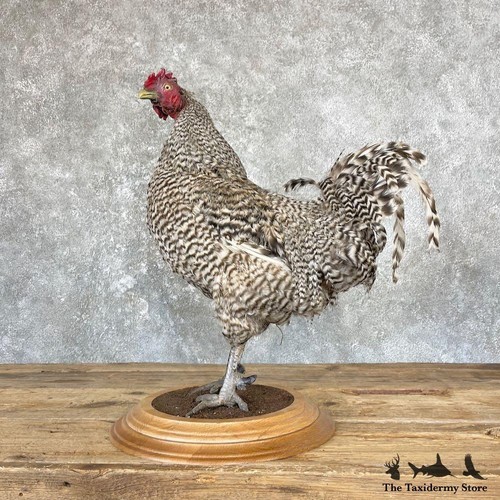 26659 domestic chicken - #26659,