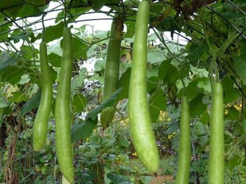 Long bottle gourd - ,