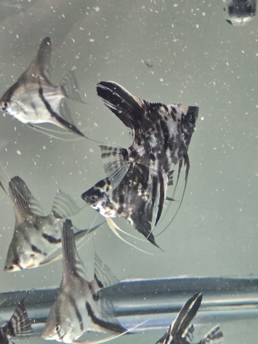 Marble angelfish pack silver - 3,
