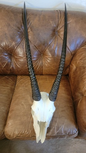 African gemsbok oryx horns - gemsbok,