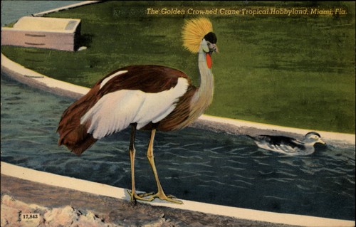Golden crowned crane tropical - golden,