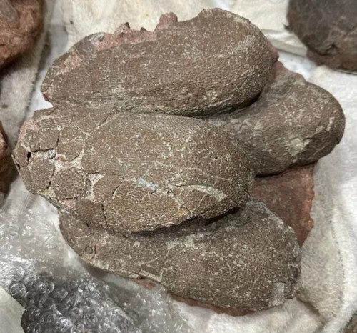 Genuine dinosaur fossil - dinosaur, raptor
