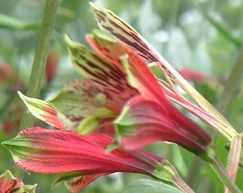 Alstroemeria psittacina flower - alstroemeria,