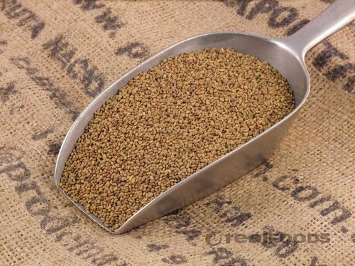 Organic alfalfa sprouting - alfalfa,