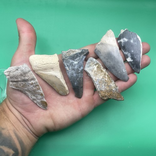 Megalodon tooth lot - megalodon, colorful