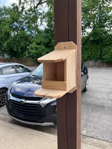 Cedar bird nesting - cedar,