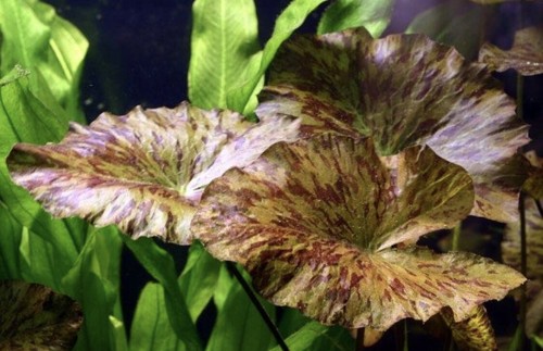 Buy get free tiger lotus - tiger,